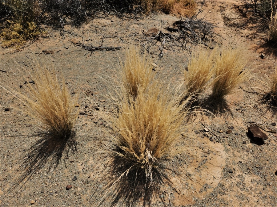 Commercial Property for Sale in Williston Rural Northern Cape